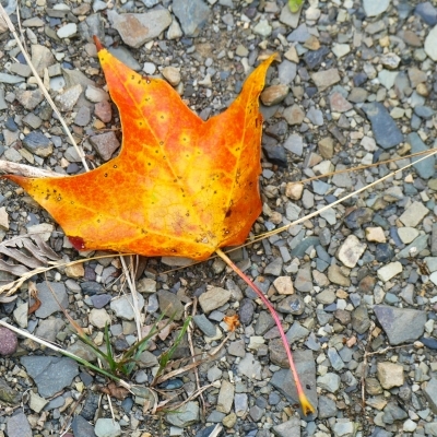 Canada emblem.