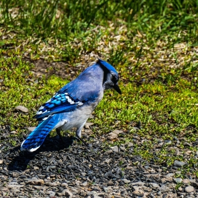 Blue Jay,sunshine.
