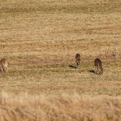 Sun and deers
